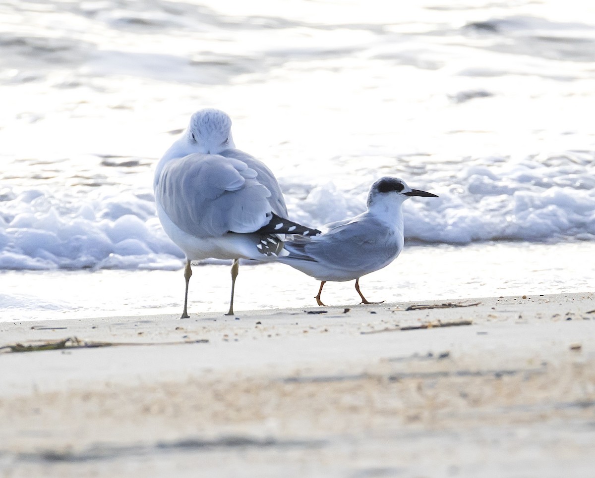 Forster's Tern - ML645867137