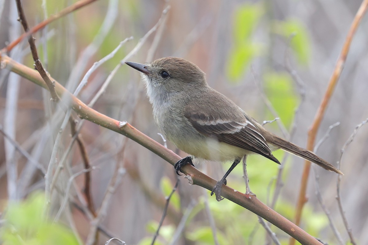 Галапагосский миарх - ML645867139