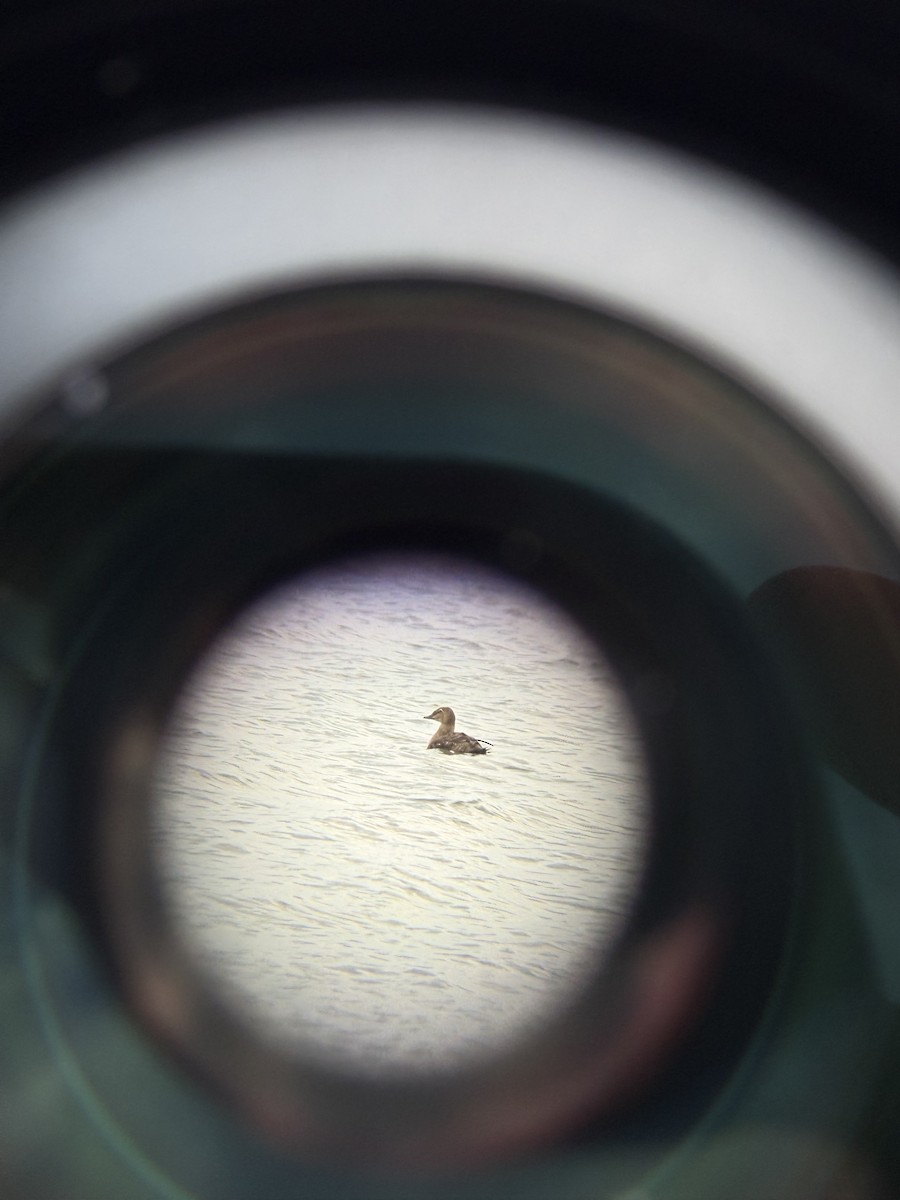 King Eider - ML645867149