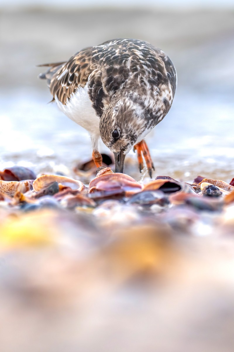Ruddy Turnstone - ML645867150