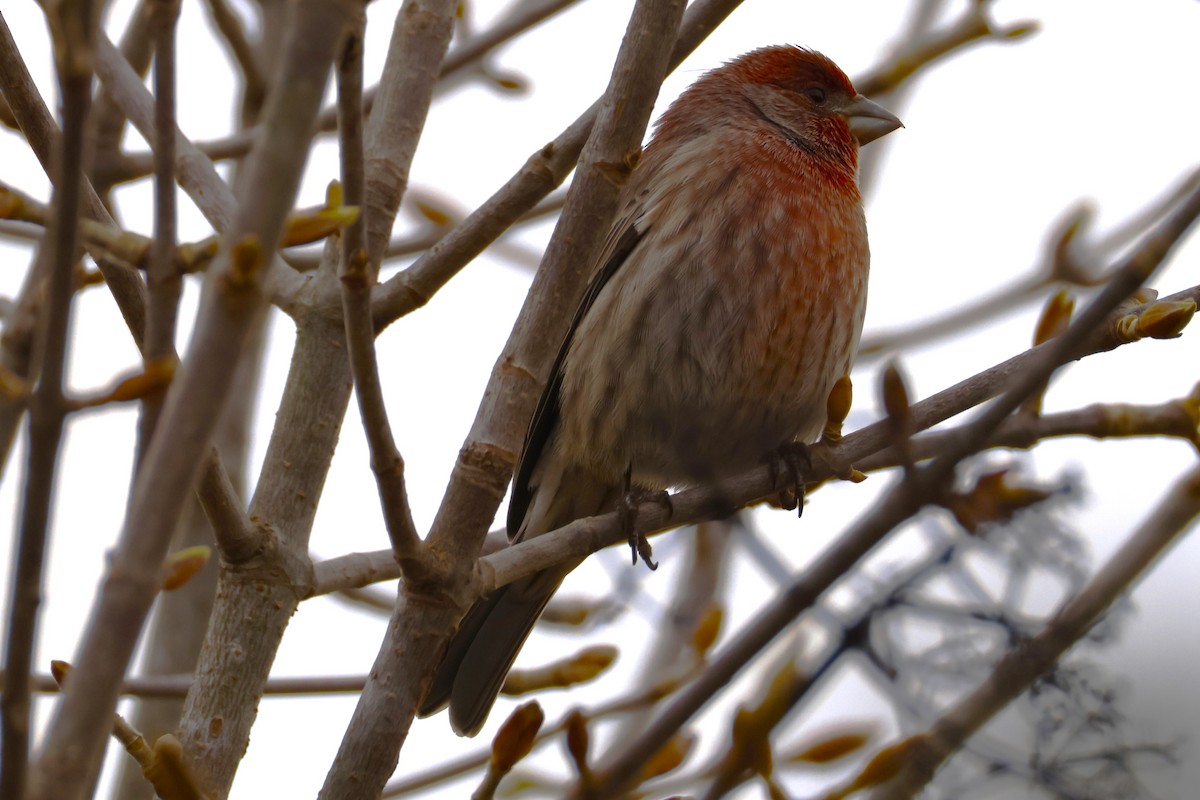 House Finch - ML645867151