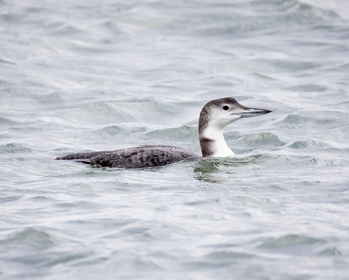 Common Loon - ML645867157