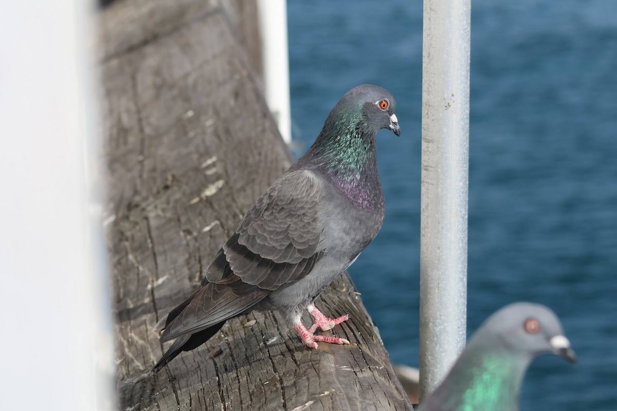 Kaya Güvercini (evcil tip) - ML645867158