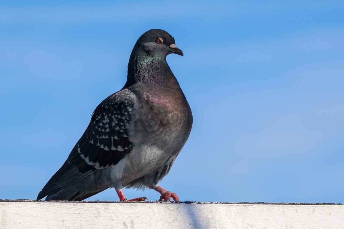 Kaya Güvercini (evcil tip) - ML645867159