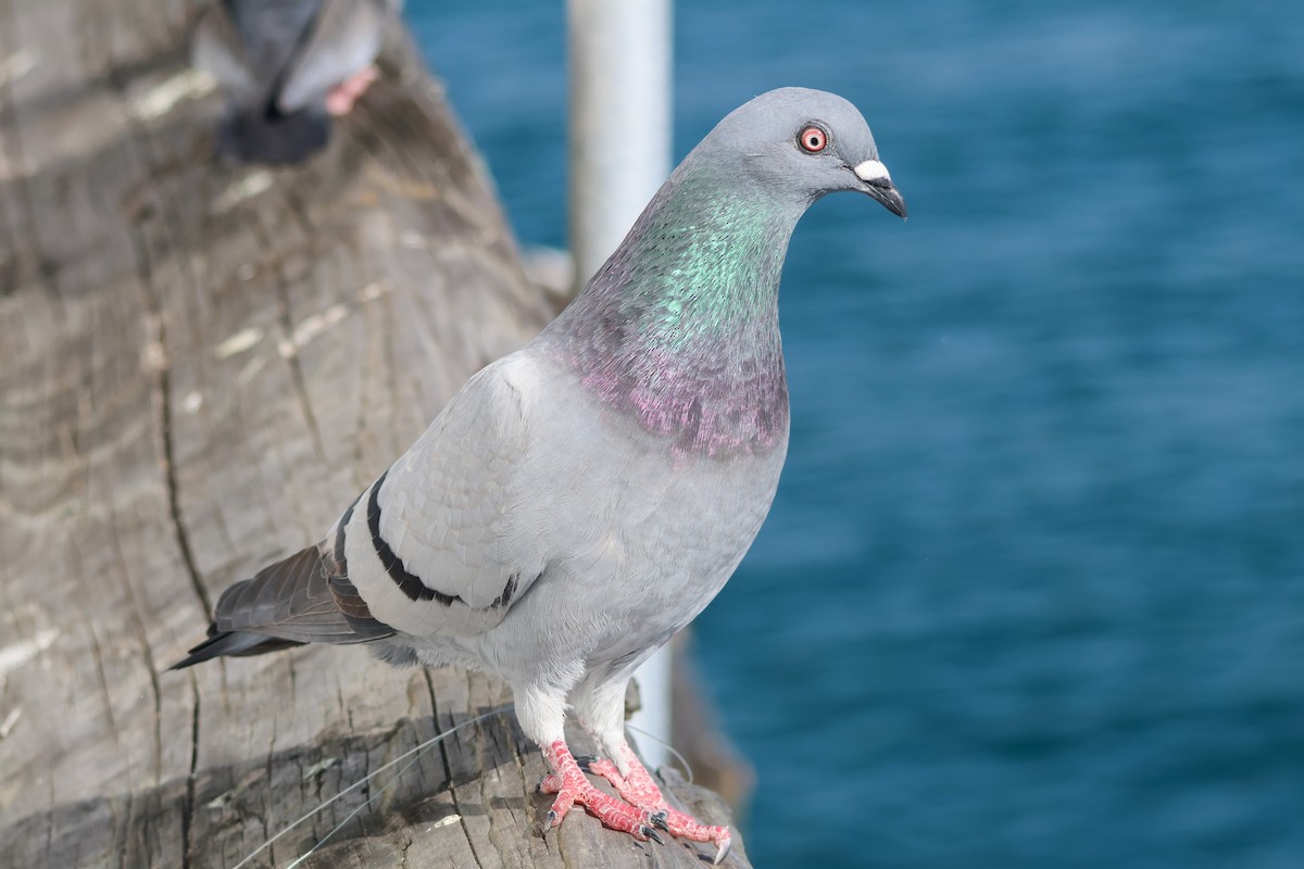 Kaya Güvercini (evcil tip) - ML645867160