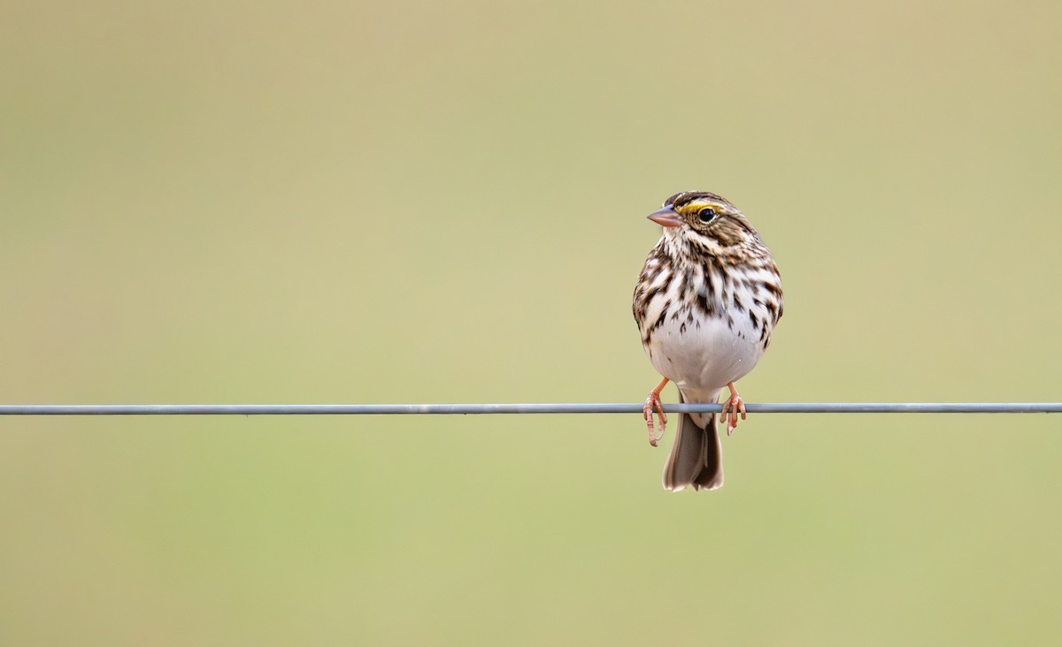 Savannah Sparrow (Savannah) - ML645867167