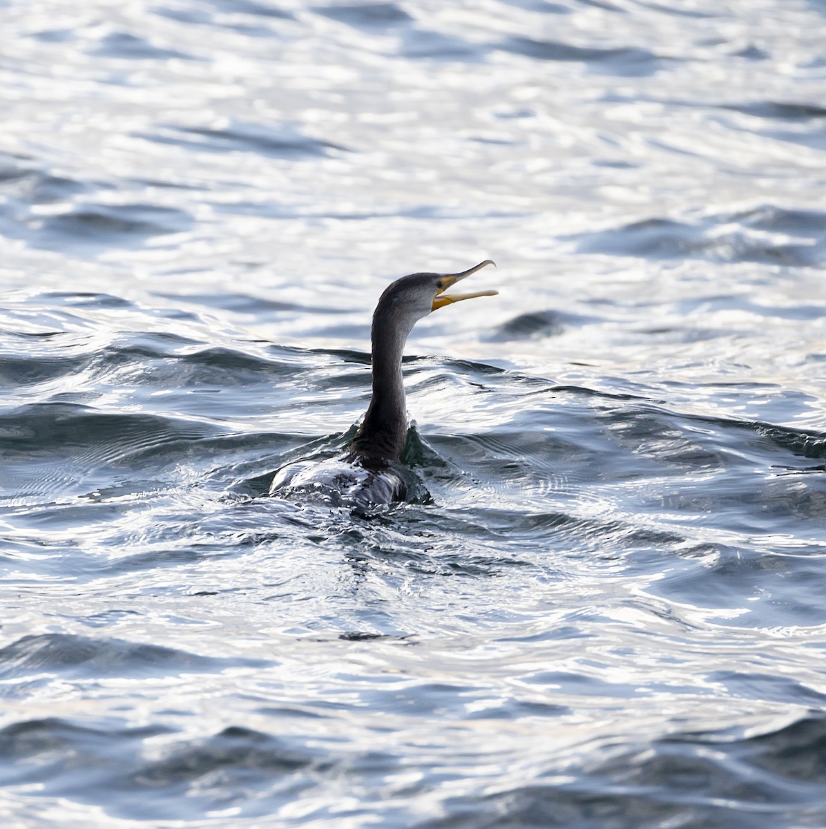 Double-crested Cormorant - ML645867170