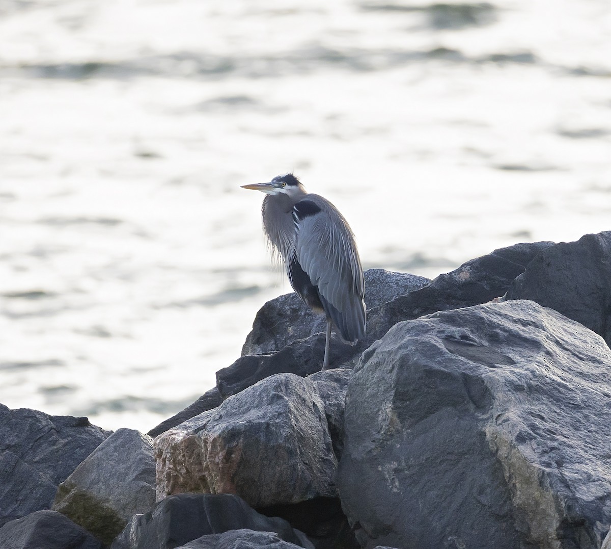 Great Blue Heron - ML645867187