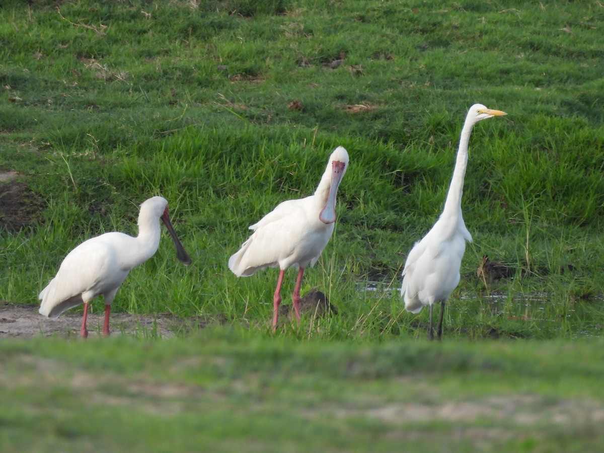 Silberreiher - ML645867191