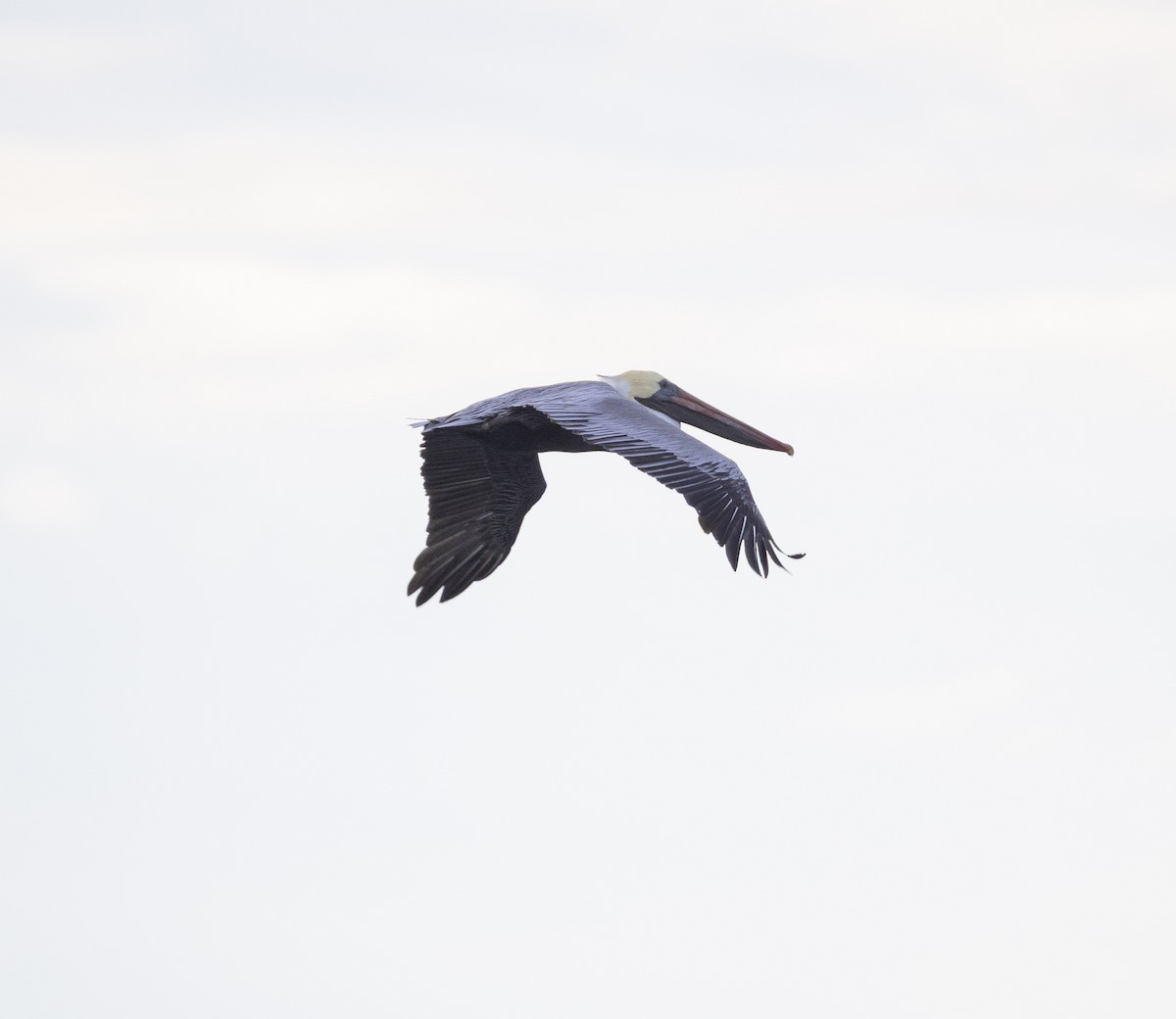 Brown Pelican - ML645867197