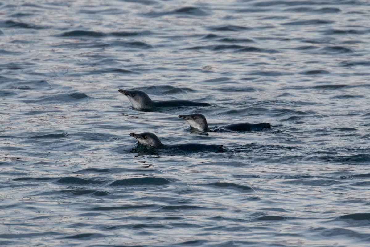 Little Penguin - ML645867201