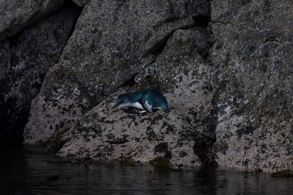 Little Penguin - ML645867202