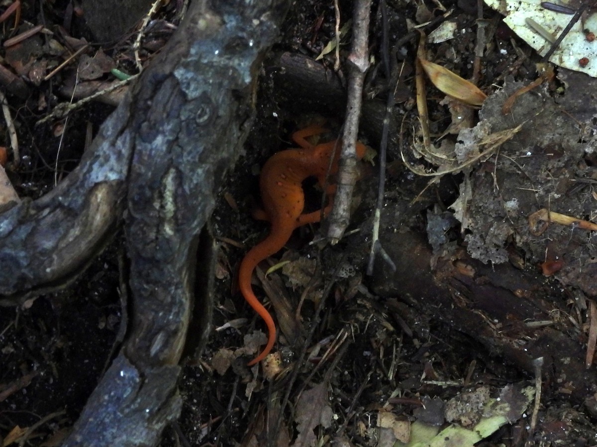 Eastern Newt - ML645867206