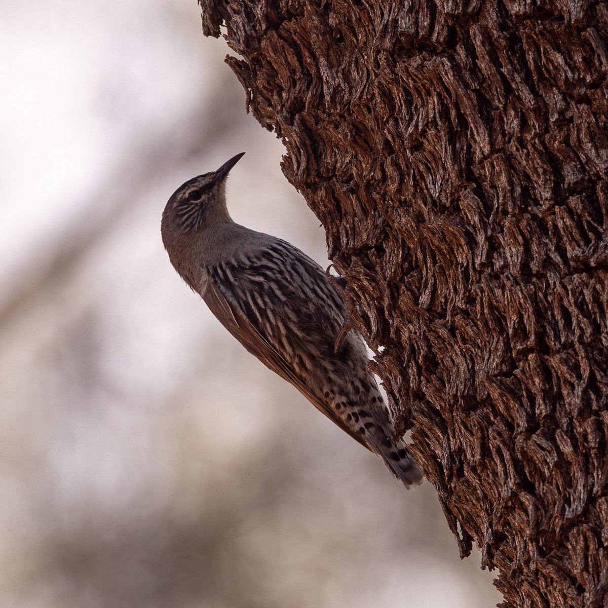 White-browed Treecreeper - ML645867211