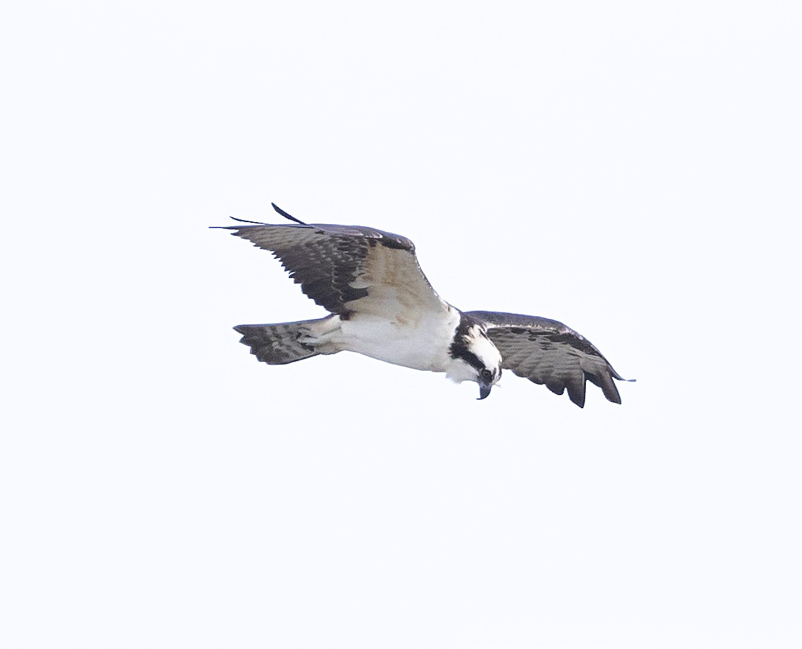 Osprey - ML645867213