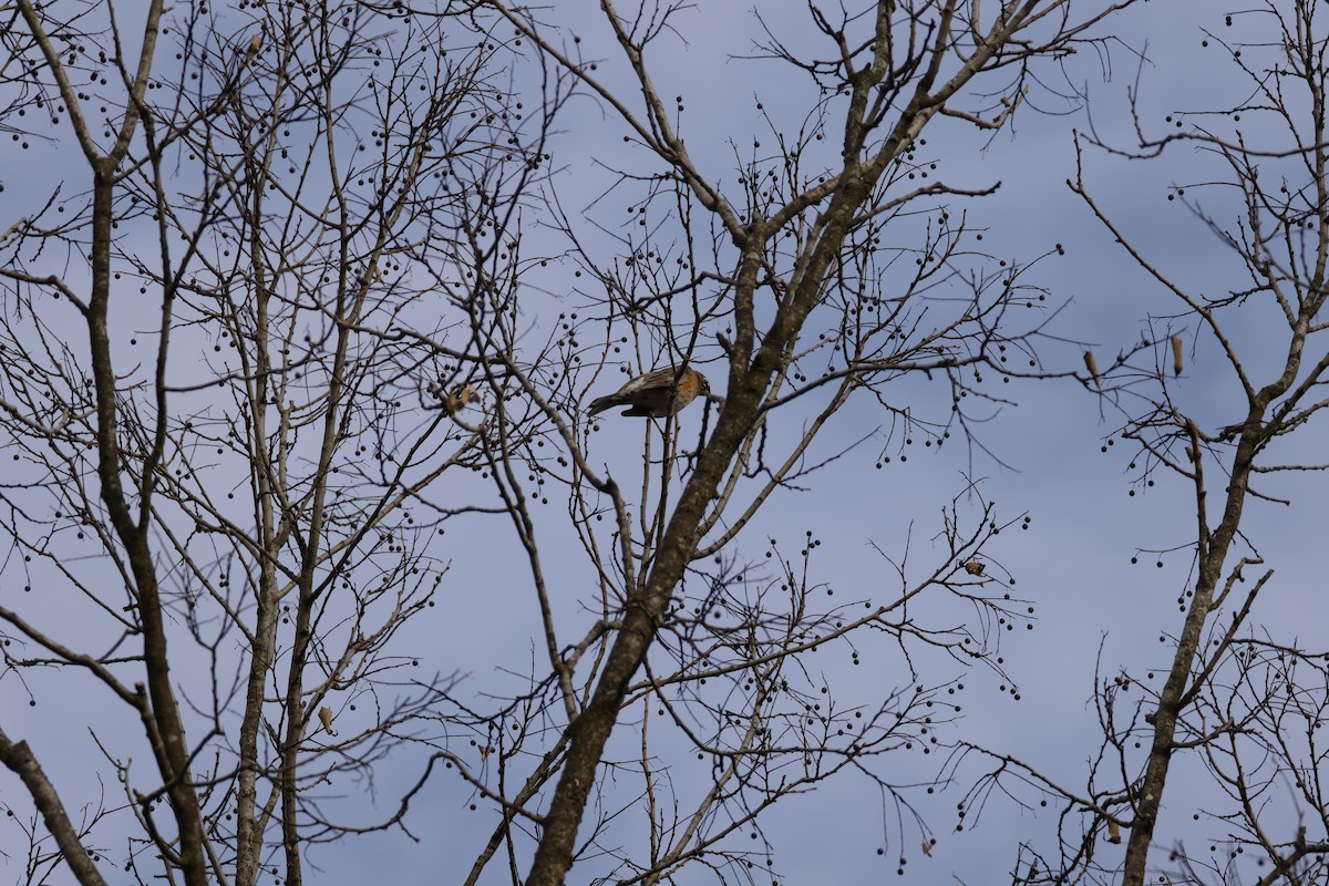 American Robin - ML645867215