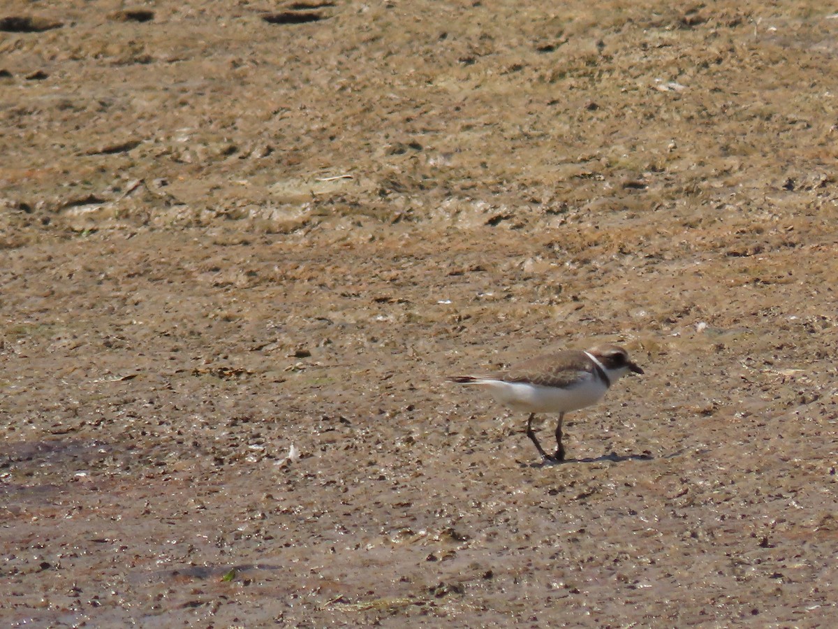 Semipalmated Plover - ML645867217