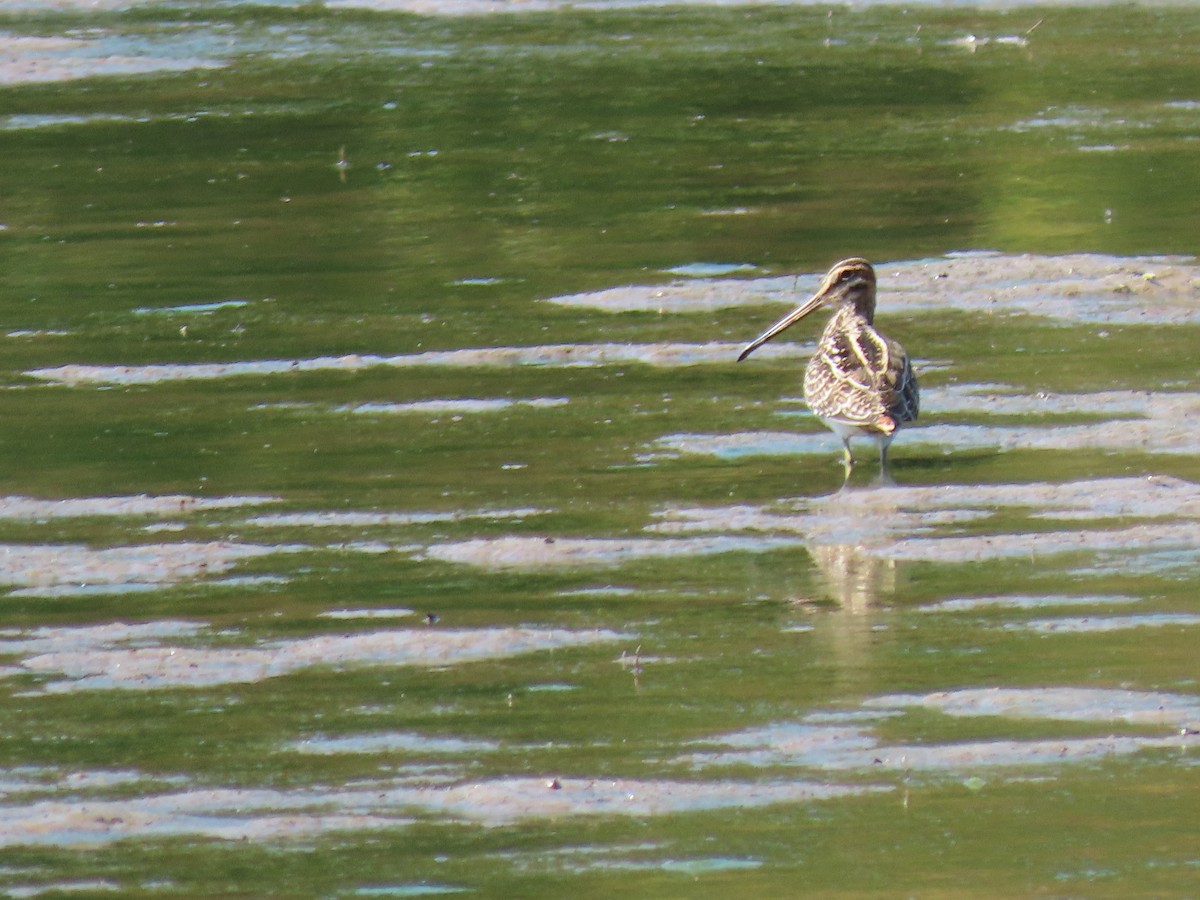 Wilson's Snipe - ML645867240