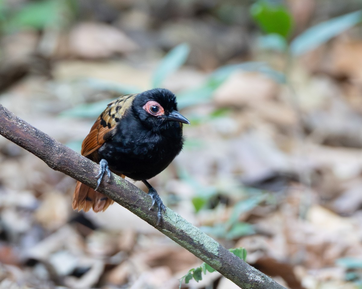 Black-spotted Bare-eye - ML645867242