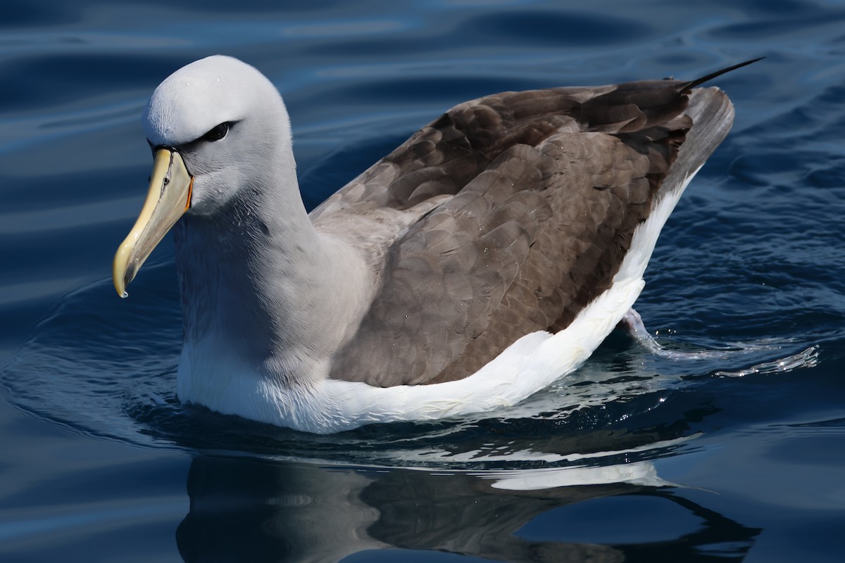 Salvin's Albatross - ML645867263