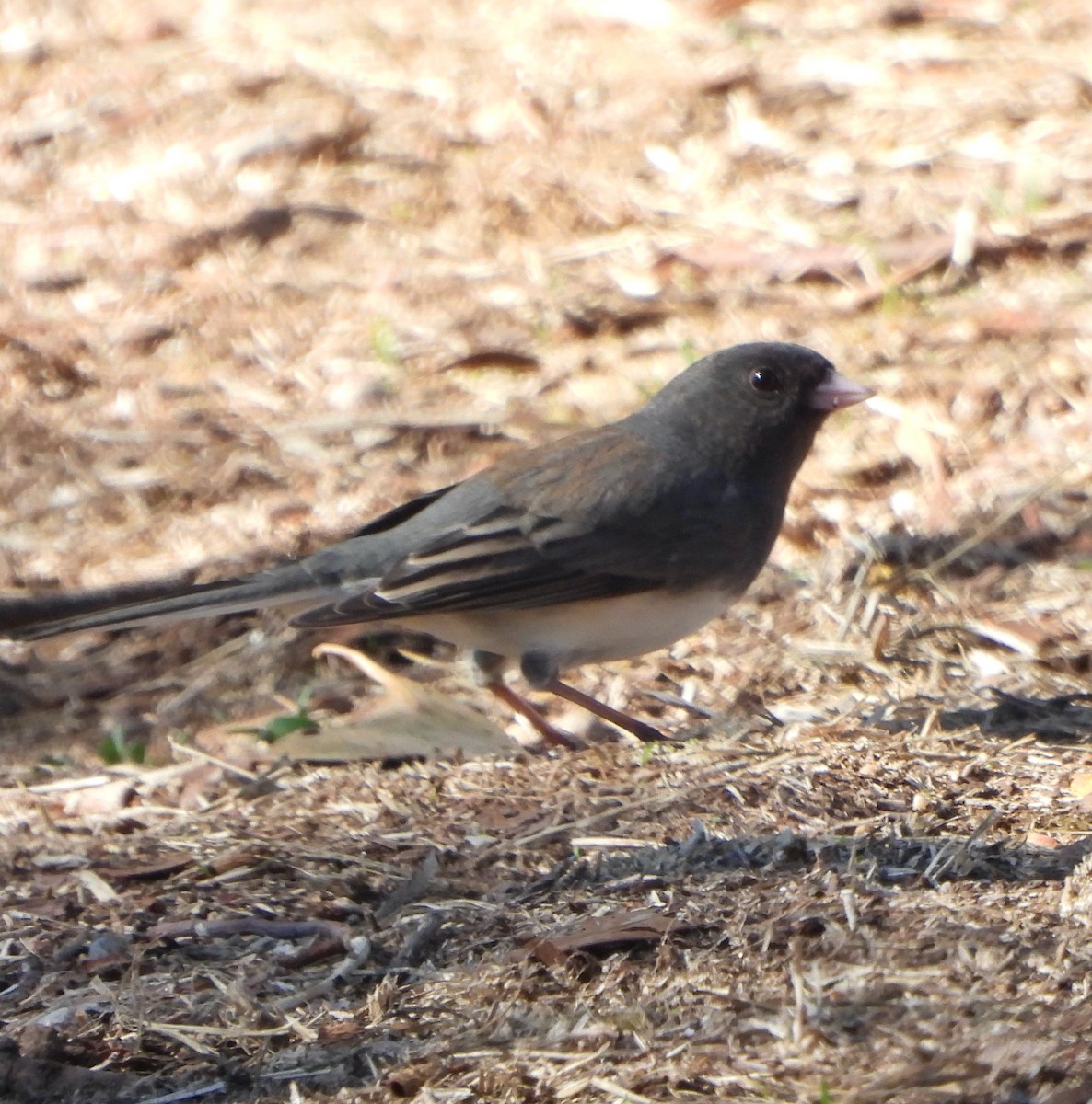 Dark-eyed Junco (Slate-colored) - ML645867269