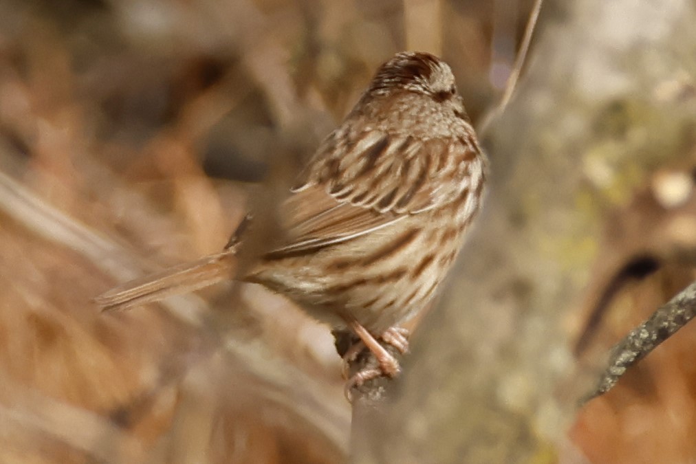 Song Sparrow - ML645867288