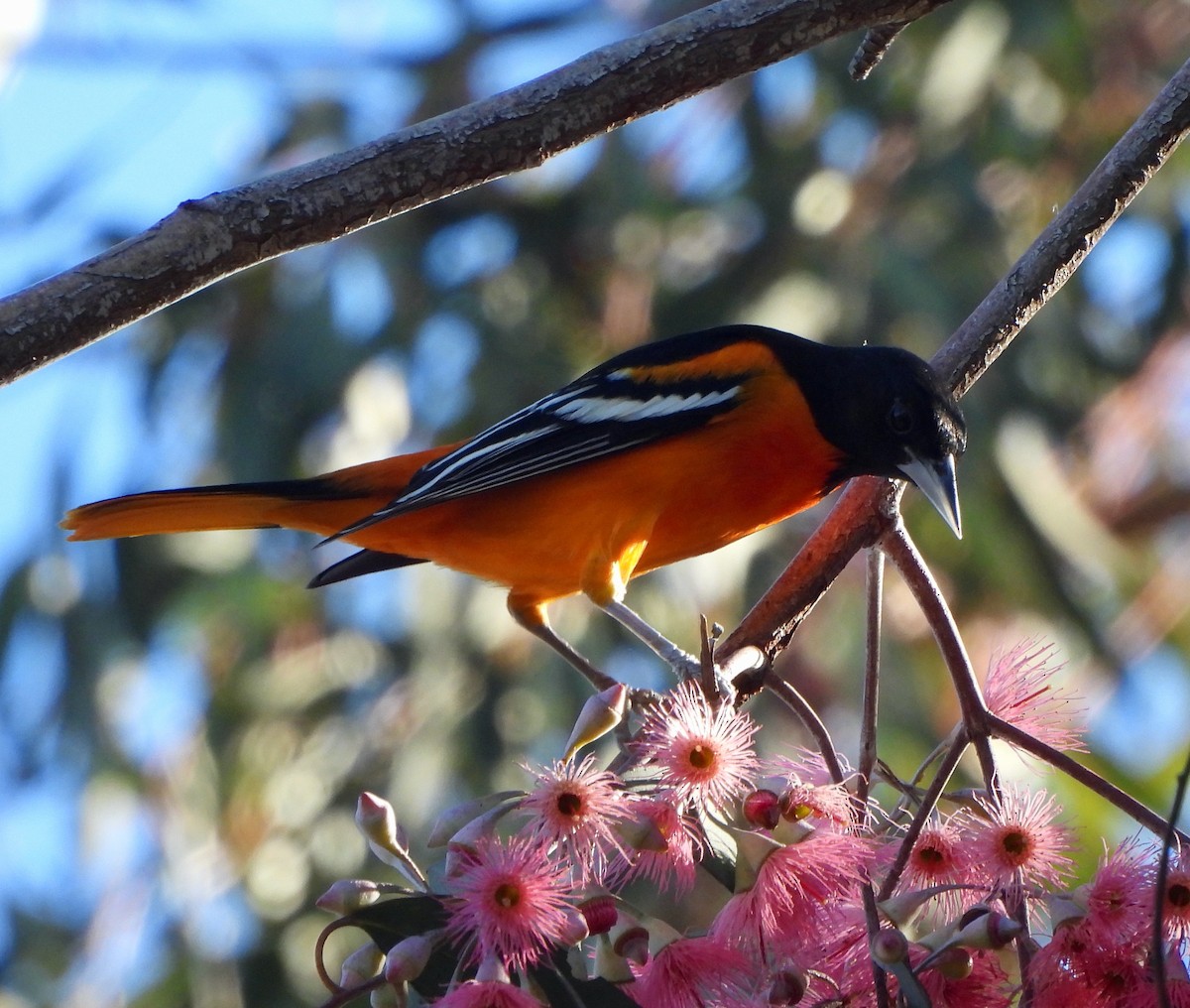 Балтиморский трупиал - ML645867289