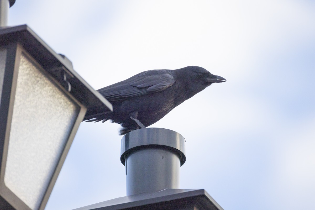 American Crow - ML645867295
