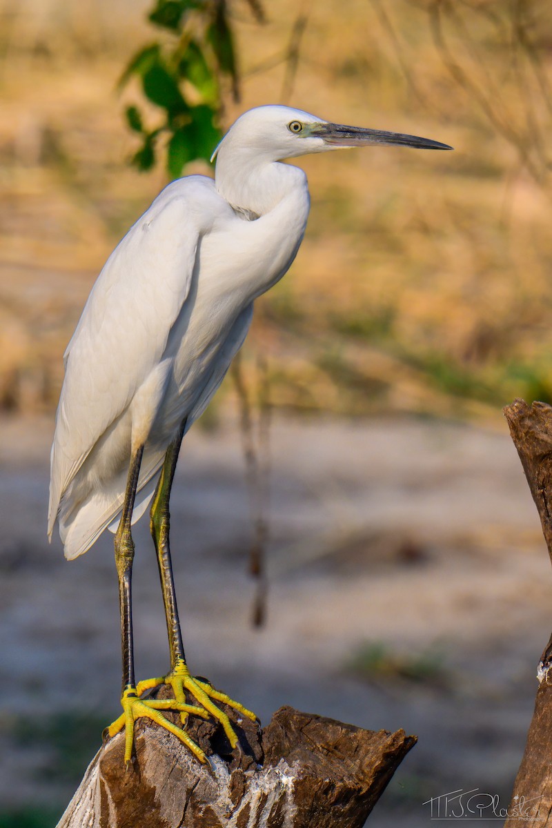 Aigrette garzette (garzetta) - ML645867299