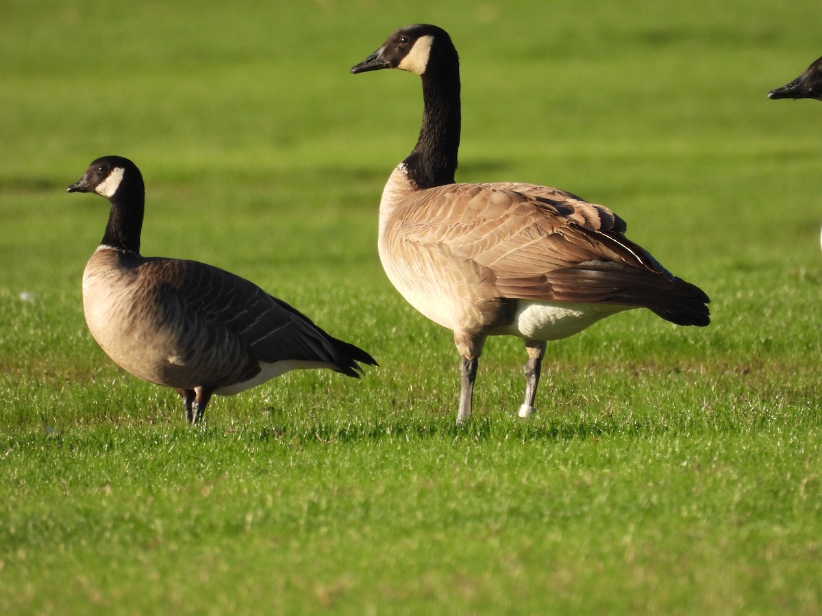 小加拿大雁 - ML645867303