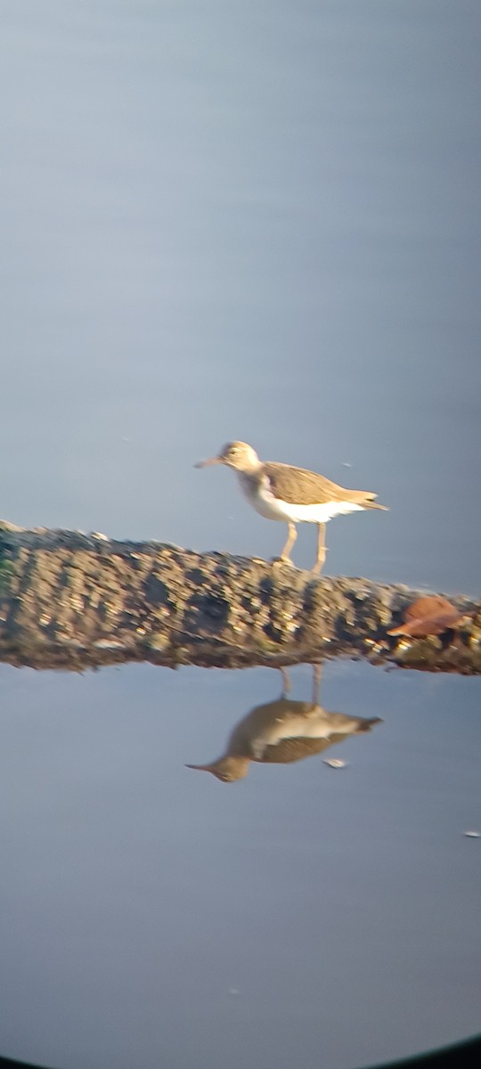 ביצנית נקודה - ML645867308