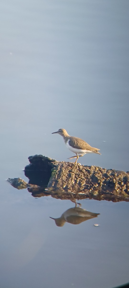 ביצנית נקודה - ML645867309