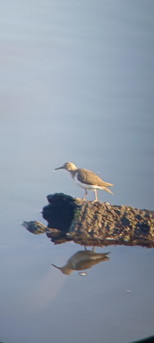 ביצנית נקודה - ML645867310