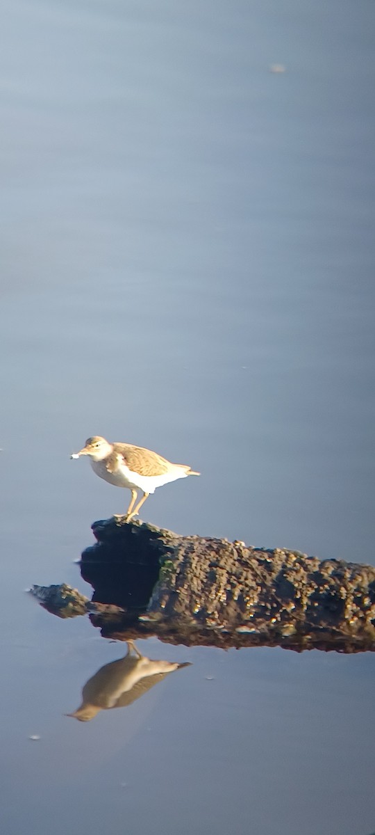 ביצנית נקודה - ML645867311