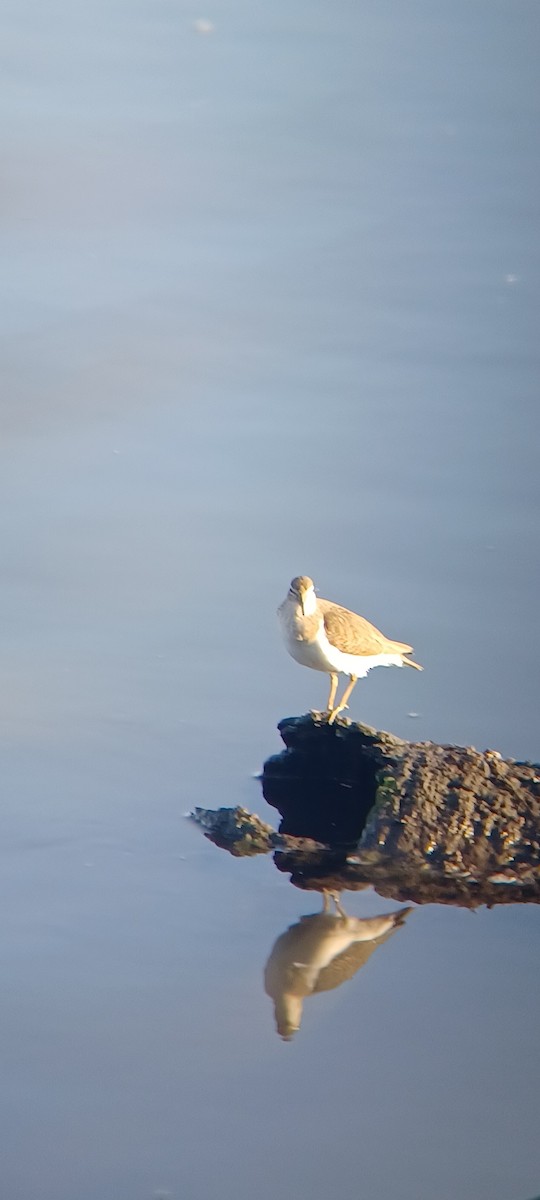 ביצנית נקודה - ML645867312