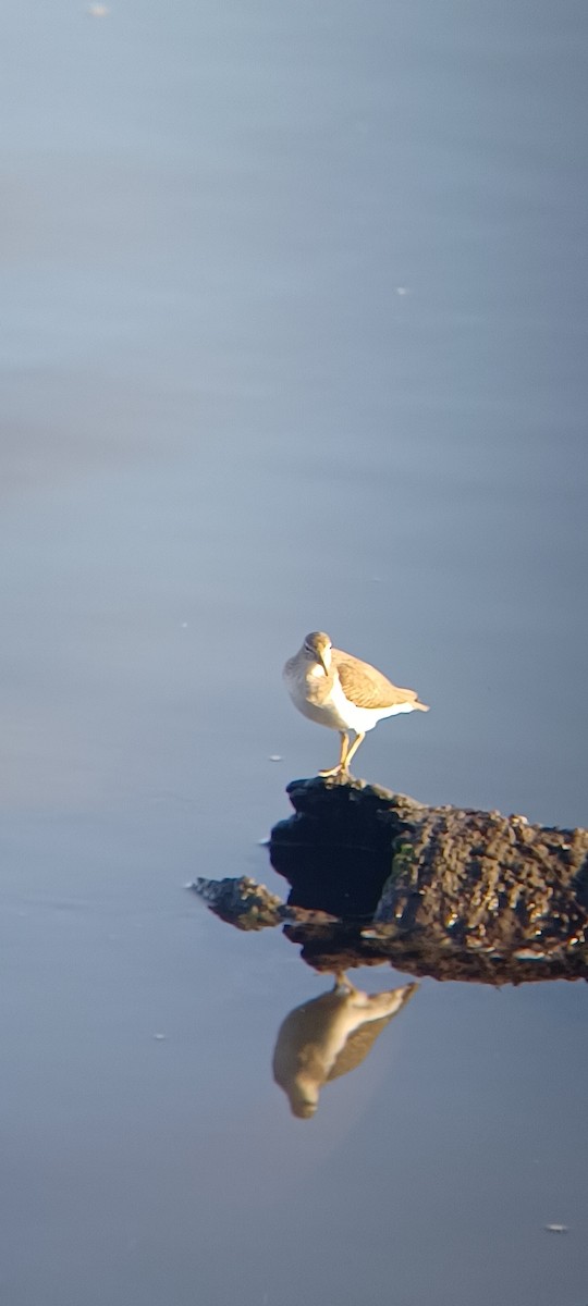 ביצנית נקודה - ML645867313