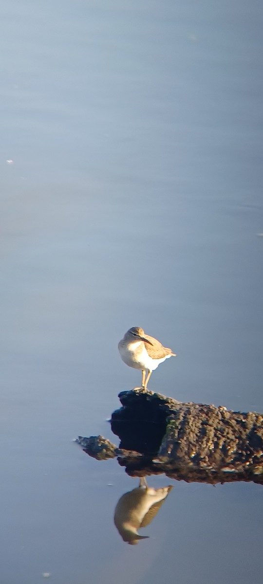 ביצנית נקודה - ML645867314