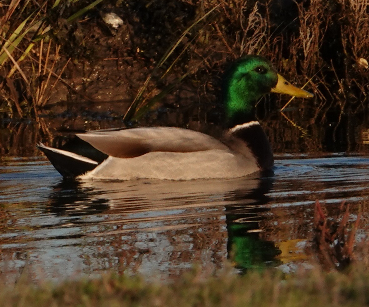 Mallard - ML645867315