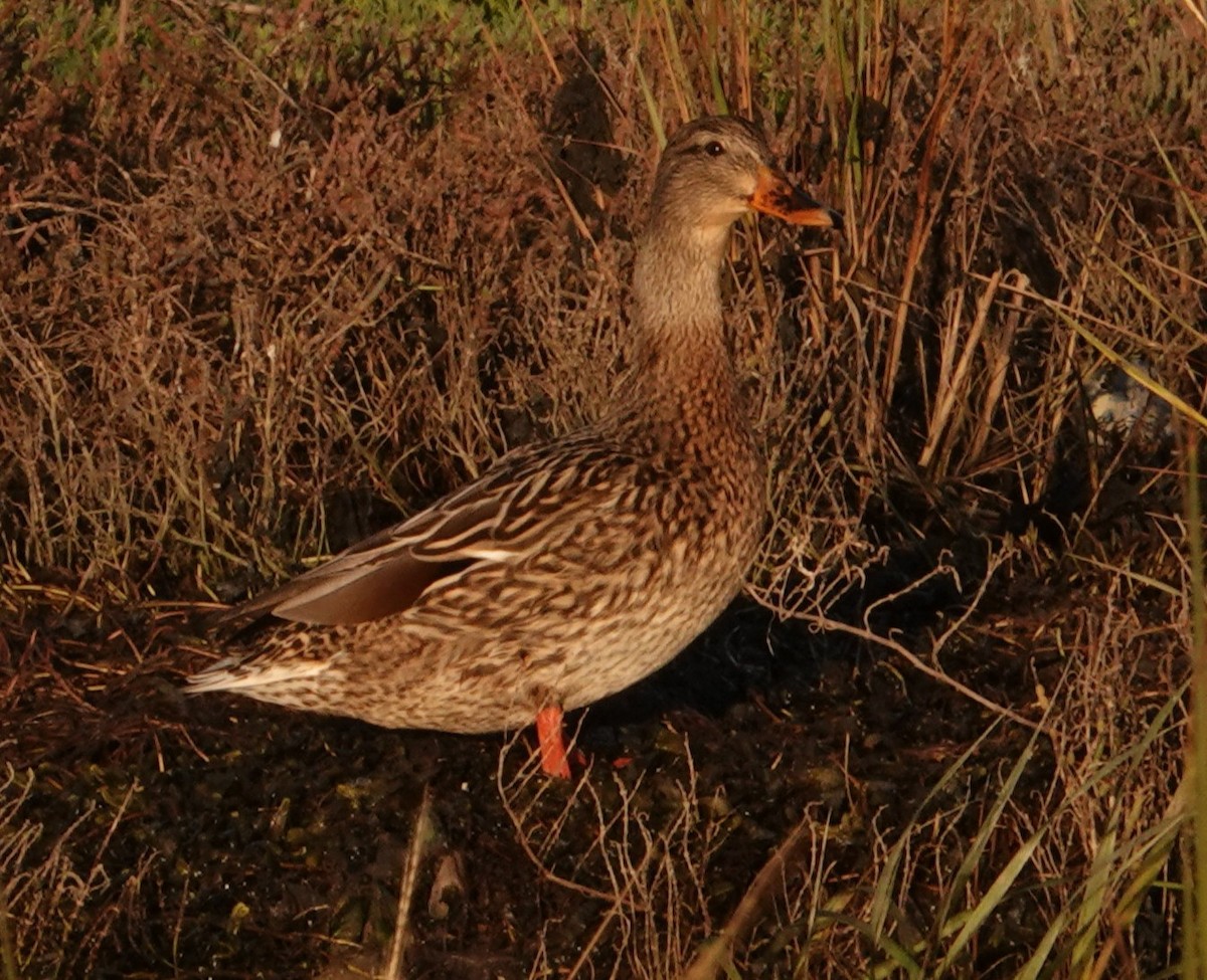 Mallard - ML645867316