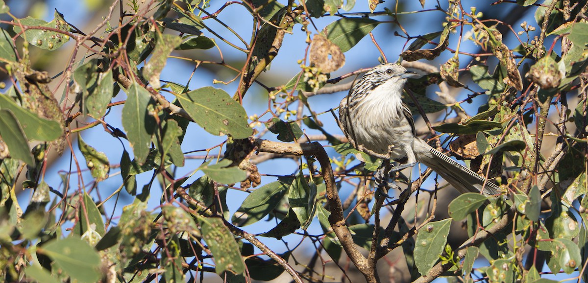 Striped Honeyeater - ML645867317