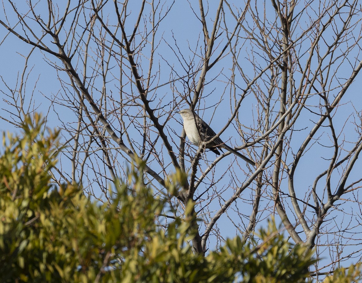 Northern Mockingbird - ML645867330
