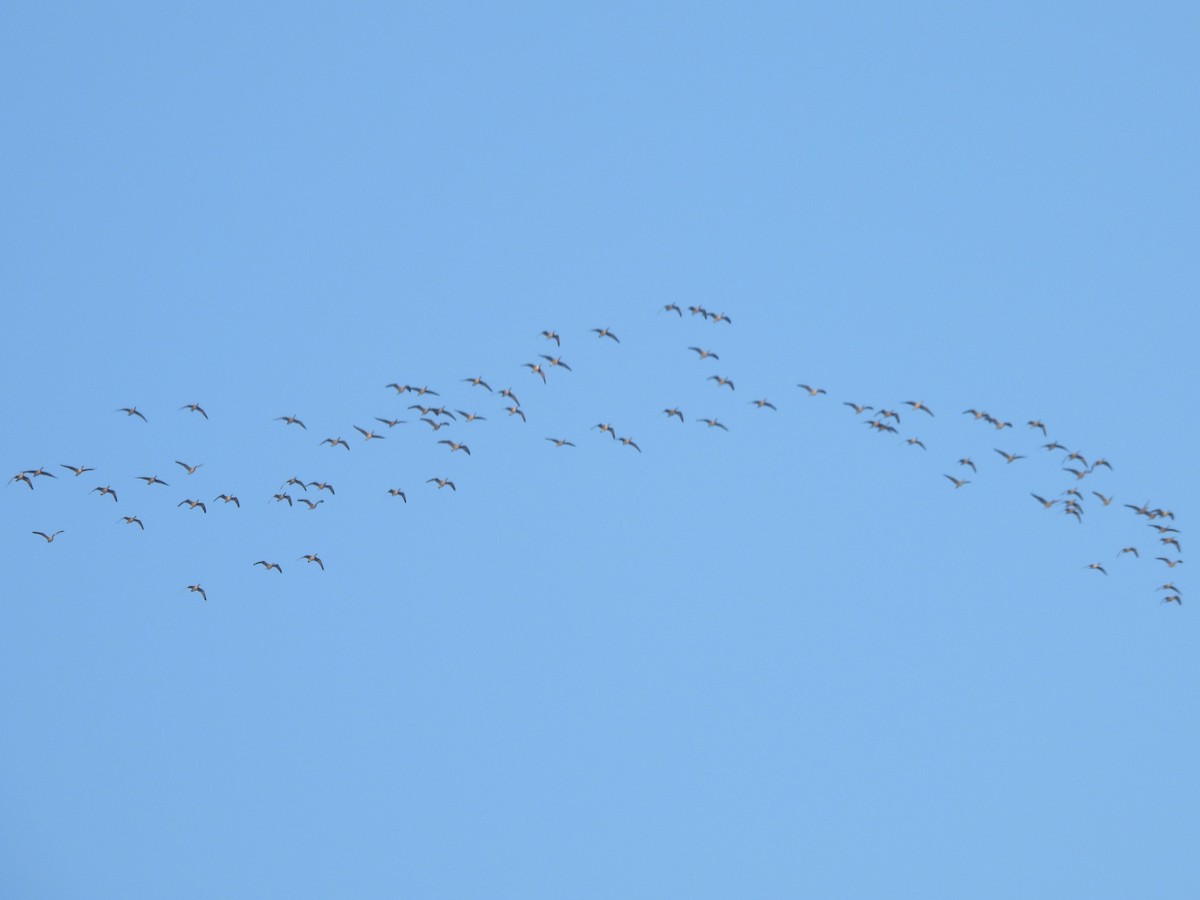 小加拿大雁 - ML645867332