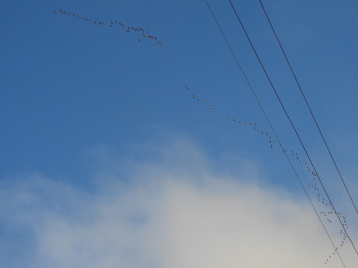 小加拿大雁 - ML645867333