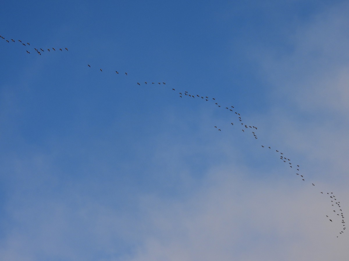 小加拿大雁 - ML645867334