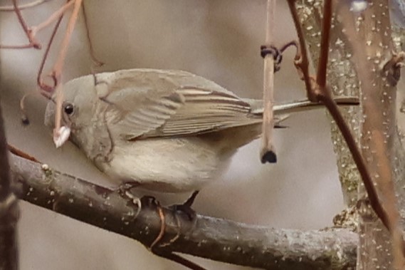 Dark-eyed Junco - ML645867335