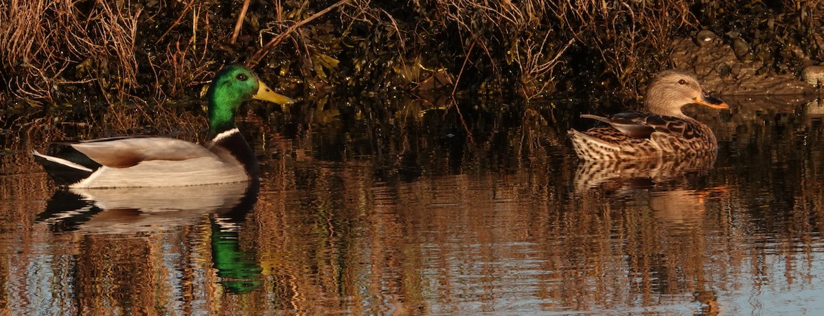 Mallard - ML645867338