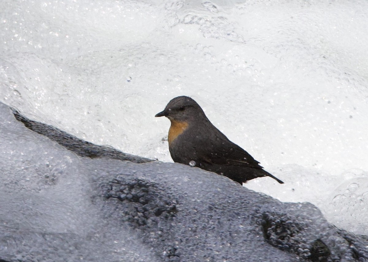 Rufous-throated Dipper - ML645867339