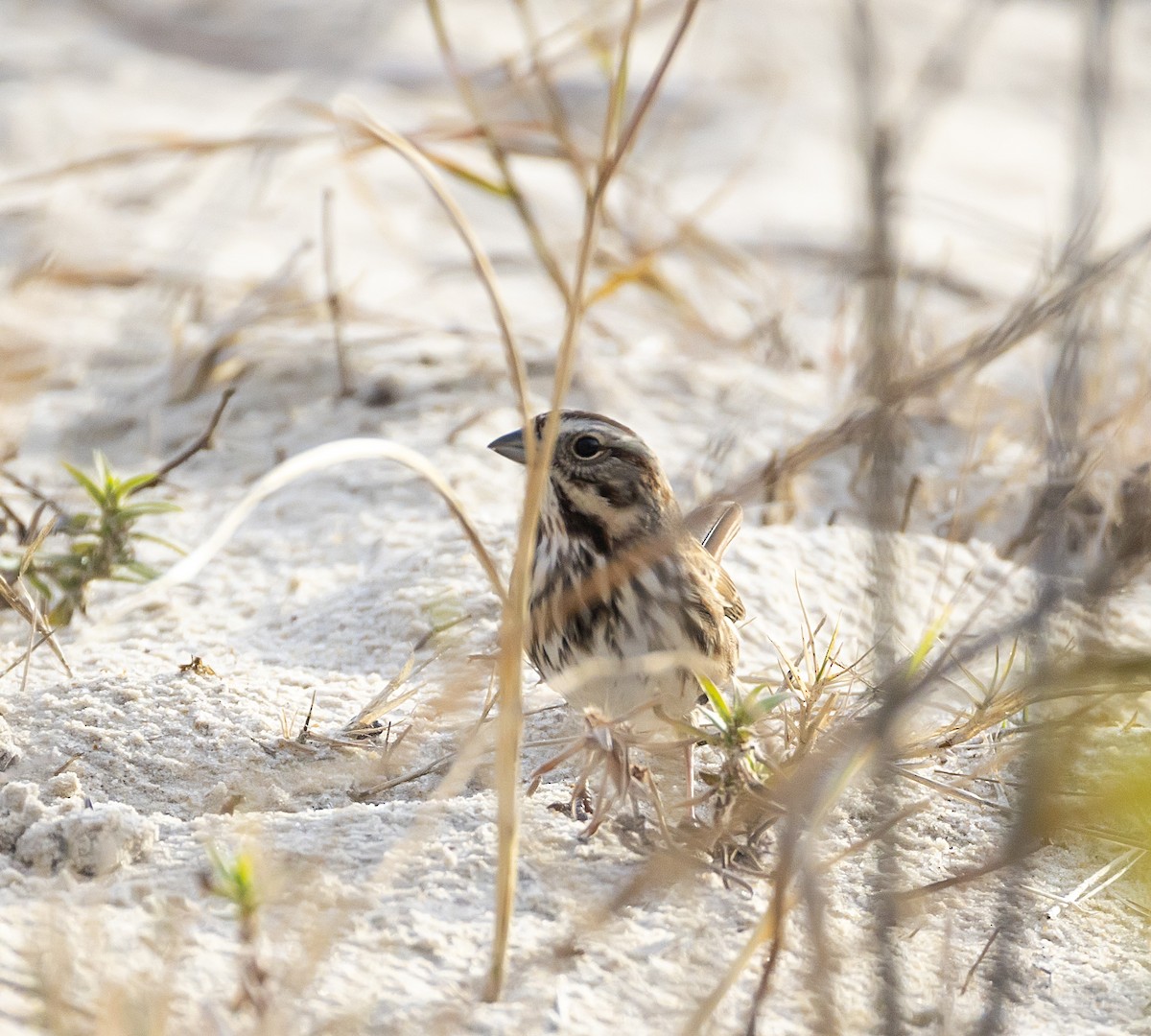 Song Sparrow - ML645867356