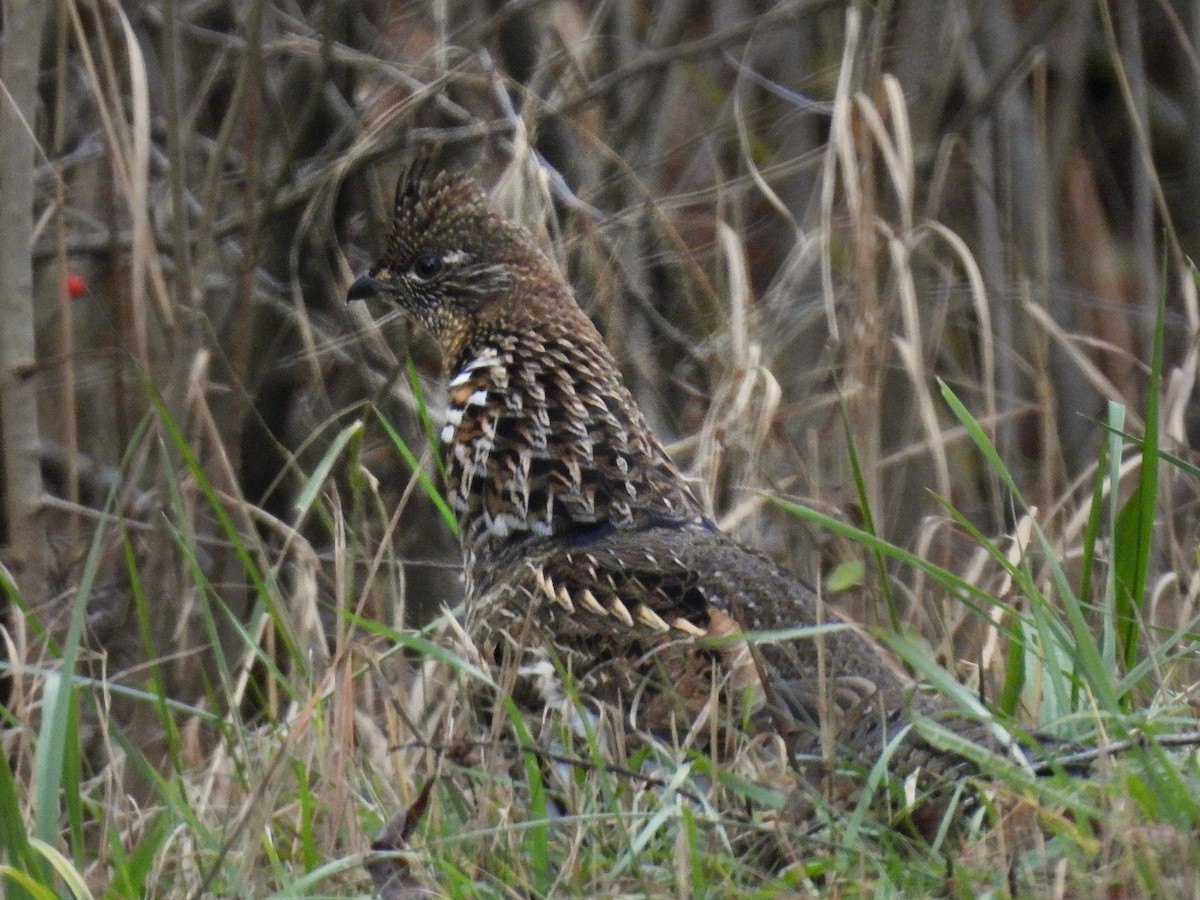 jeřábek kanadský - ML645867365