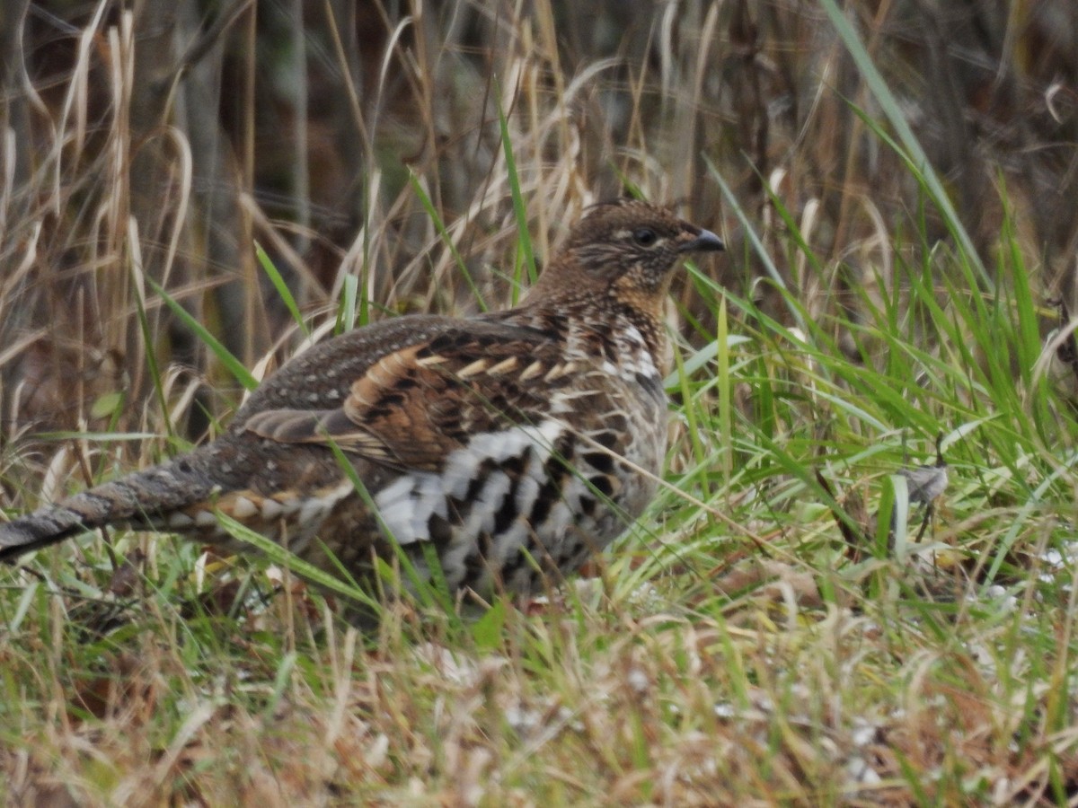 jeřábek kanadský - ML645867366